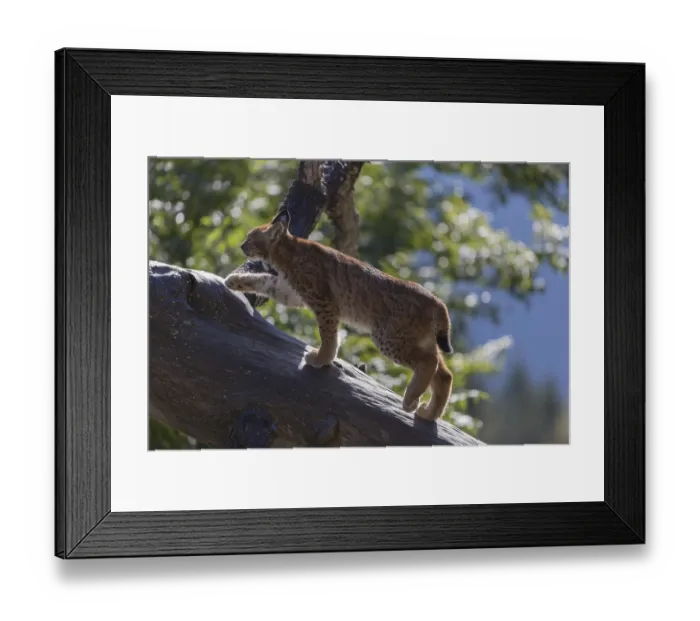 Framed Print : One Eurasian lynx, (Lynx lynx) Framed Print : One Eurasian lynx, (Lynx lynx)