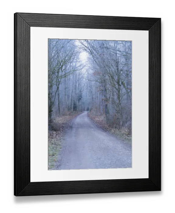 Framed Print : A quiet forest path surrounded by bare trees in a cool winter atmosphere