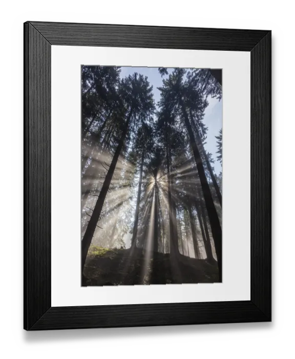 Framed Print : Sunbeams between trees in the forest Framed Print : Sunbeams between trees in the forest