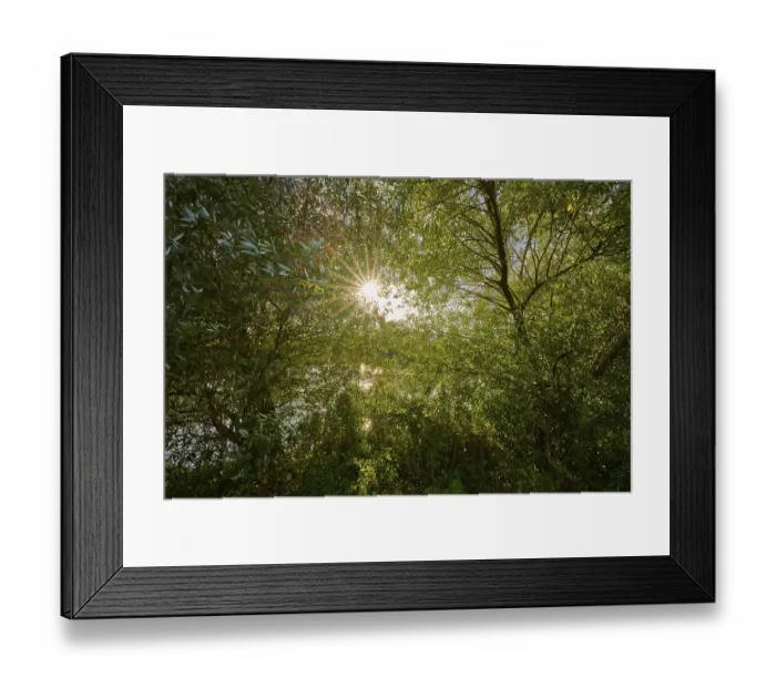 Framed Print : The sun shines through the dense trees of a forest and creates a peaceful atmosphere
