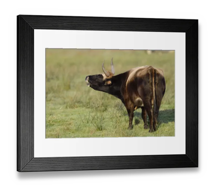 Framed Print : Heck cattle (Bos primigenius f)