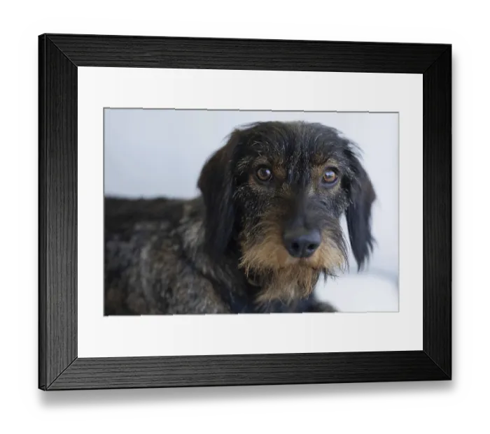 Framed Print : Rough-haired dachshund (Canis lupus familiaris) Framed Print : Rough-haired dachshund (Canis lupus familiaris)