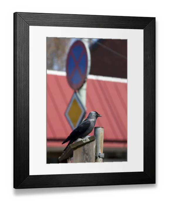 Framed Print : Western jackdaw (Corvus monedula) in the city