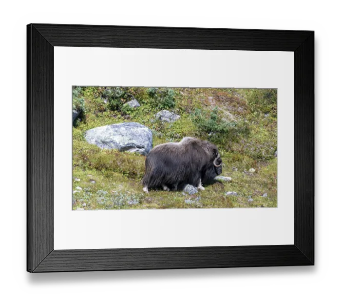 Framed Print : Musk ox (Ovibos moschatus) in the tundra