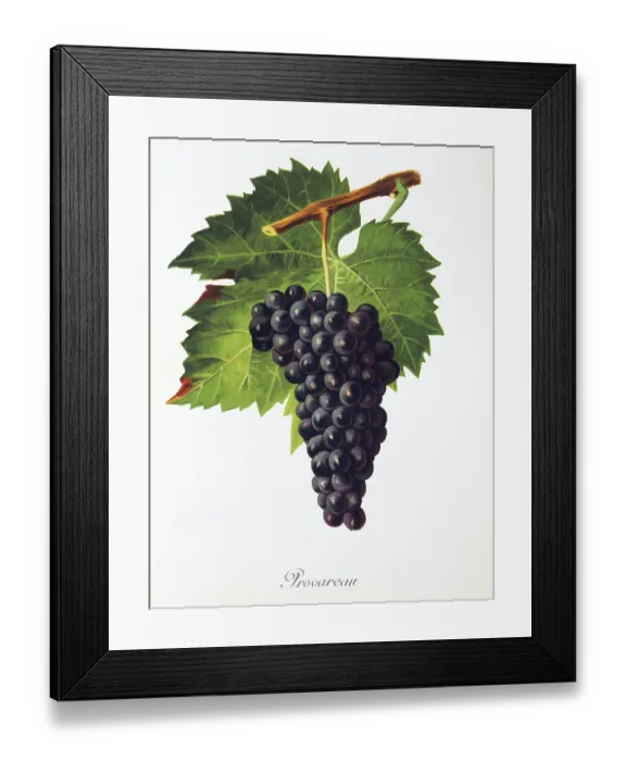 Framed Print : Ampelography, grape variety, oenology Framed Print : Ampelography, grape variety, oenology