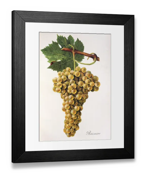 Framed Print : Ampelography, grape variety, oenology Framed Print : Ampelography, grape variety, oenology