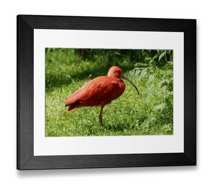 Framed Print : Scarlet Ibis (Eudocimus ruber)