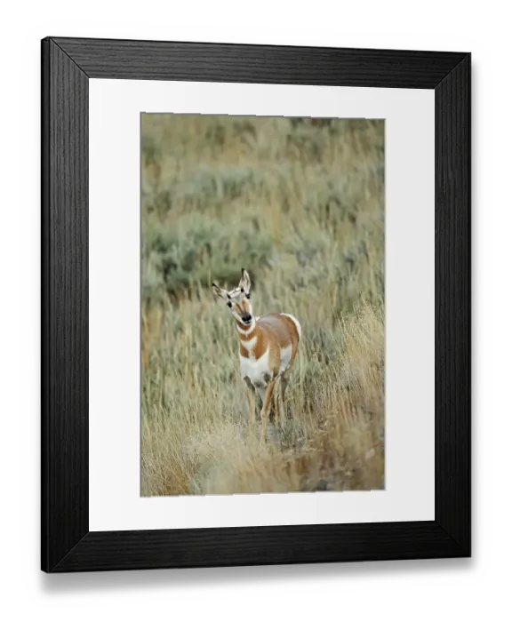 Framed Print : Pronghorn, Prong Buck or Pronghorn Antelope (Antilocapra americana)