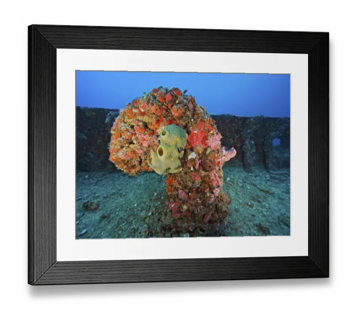 Framed Print : Sea sponge on a coral-covered ventilation pipe under water