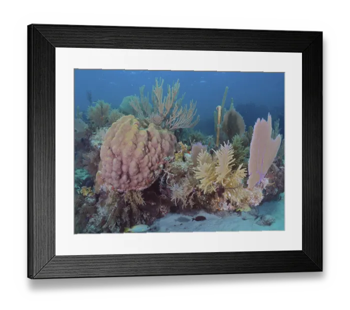 Framed Print : Colourful coral reef with various coral species