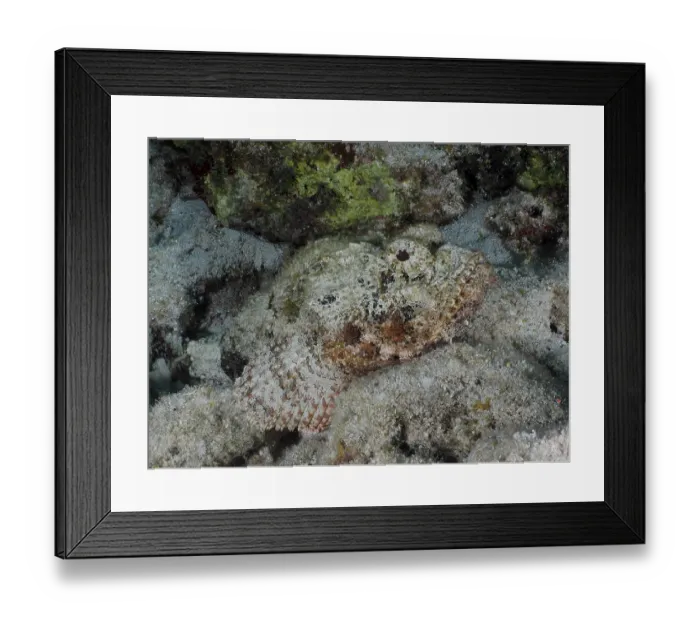 Framed Print : A well camouflaged fish, Spotted scorpionfish (Scorpaena plumieri)