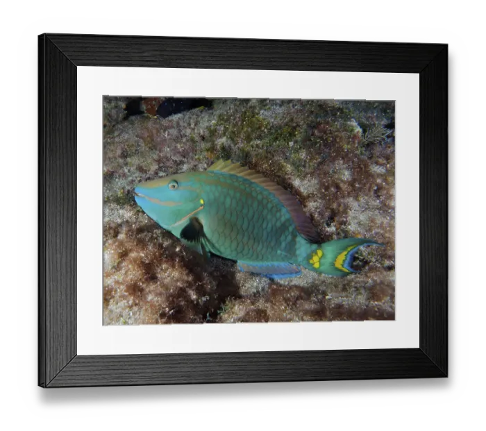 Framed Print : Green parrotfish (Sparisoma viride) resting on the seabed at night