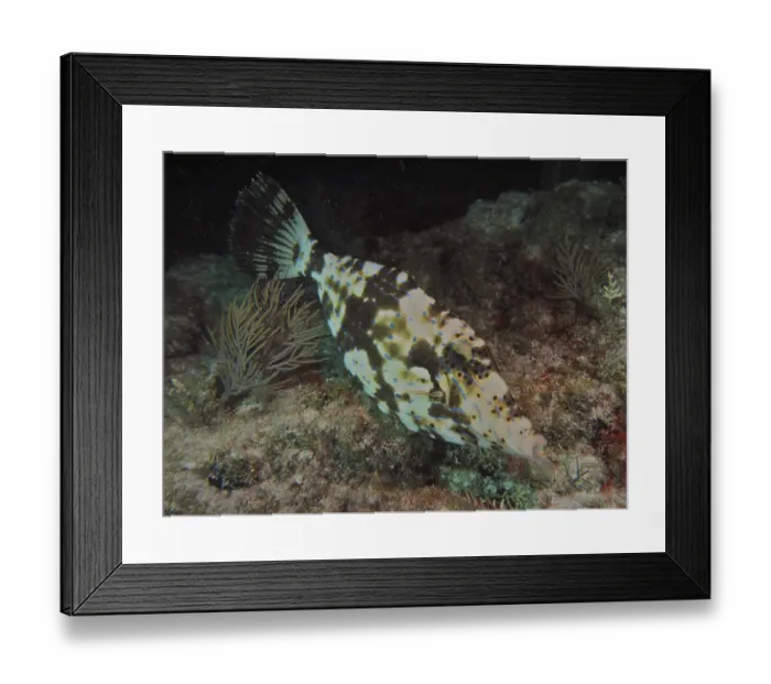 Framed Print : Camouflaged script filefish (Aluterus scriptus) floats at night near the seabed between algae and corals Framed Print : Camouflaged script filefish (Aluterus scriptus) floats at night near the seabed between algae and corals