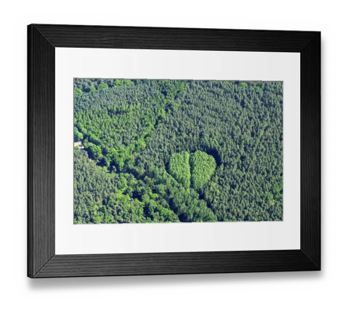 Framed Print : Forest, deciduous forest, coniferous forest Framed Print : Forest, deciduous forest, coniferous forest