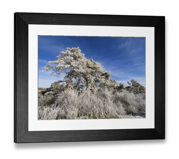 Framed Print : Scots Pine (Pinus sylvestris), trees covered in frost and snow against a blue sky on a sunny winter's day