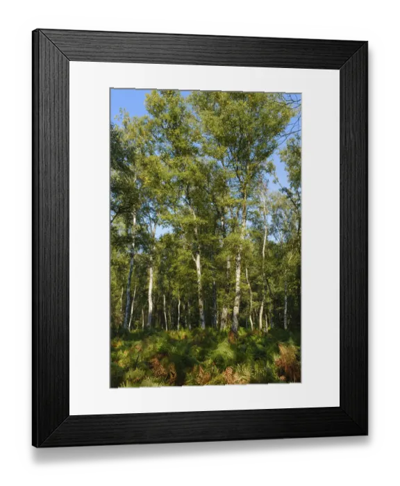 Framed Print : Ferns in the birch forest, nature reserve Framed Print : Ferns in the birch forest, nature reserve