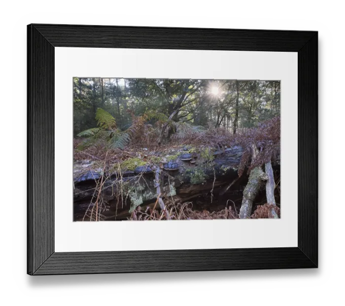 Framed Print : Bracken fern (Pteridium aquilinum) and tinder fungus (Fomes fomentarius) Framed Print : Bracken fern (Pteridium aquilinum) and tinder fungus (Fomes fomentarius)