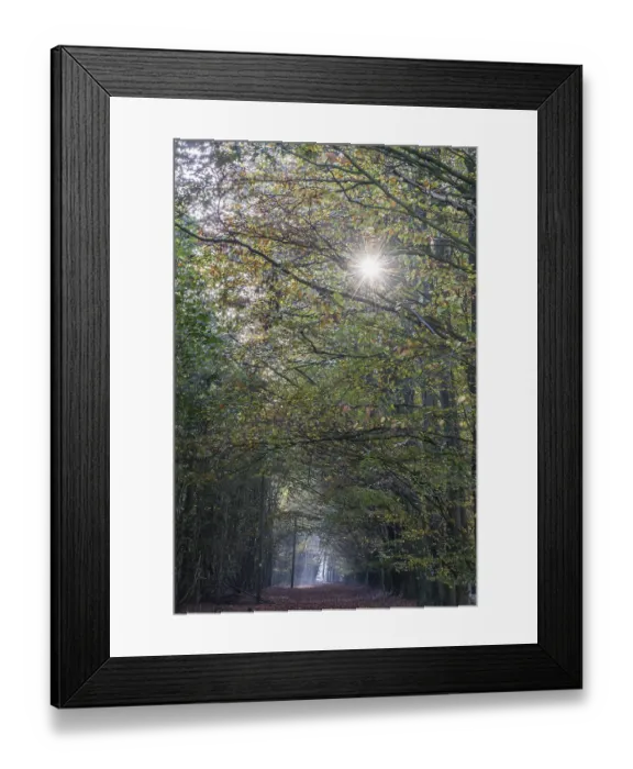 Framed Print : Beech forest (Fagus sylvatica) in autumn foliage