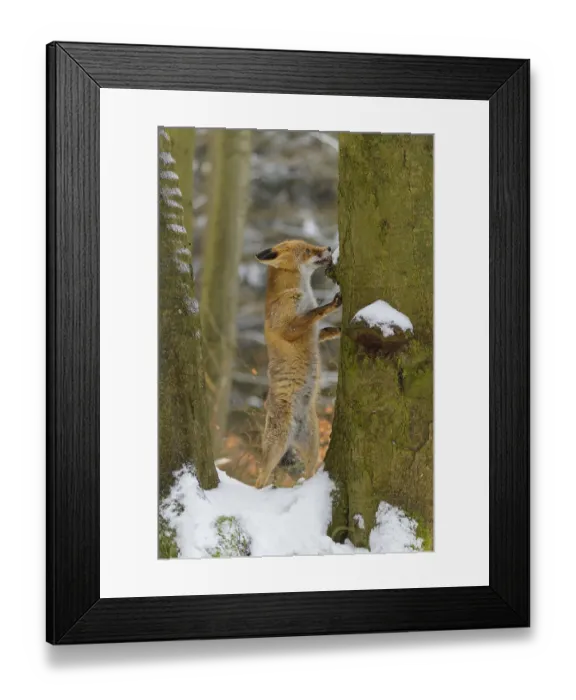Framed Print : Red fox (vulpes vulpes), standing up against a tree in a snowy forest Framed Print : Red fox (vulpes vulpes), standing up against a tree in a snowy forest