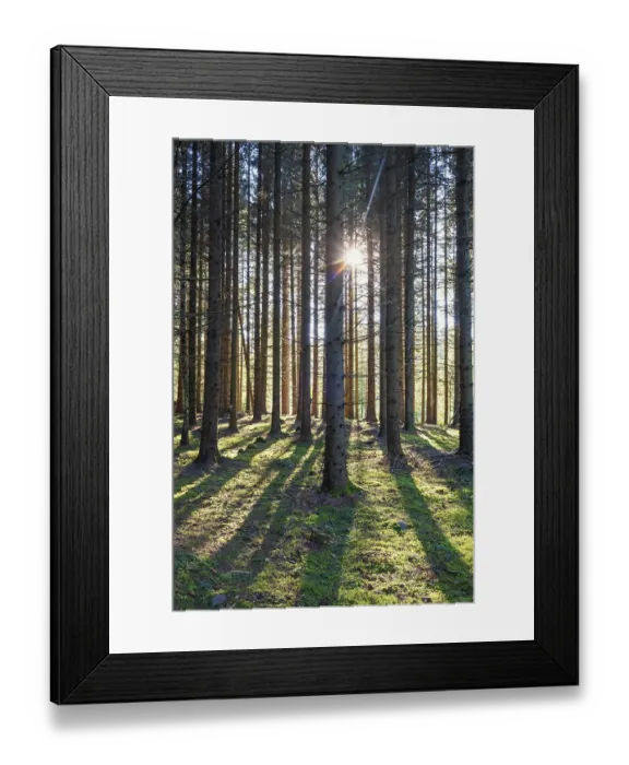 Framed Print : Sunbeams between tree trunks in a spruce forest with shadows on the mossy forest floor