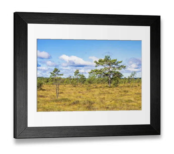 Framed Print : Bog landscape with a pine forest a sunny summer day in the nordic wilderness Framed Print : Bog landscape with a pine forest a sunny summer day in the nordic wilderness