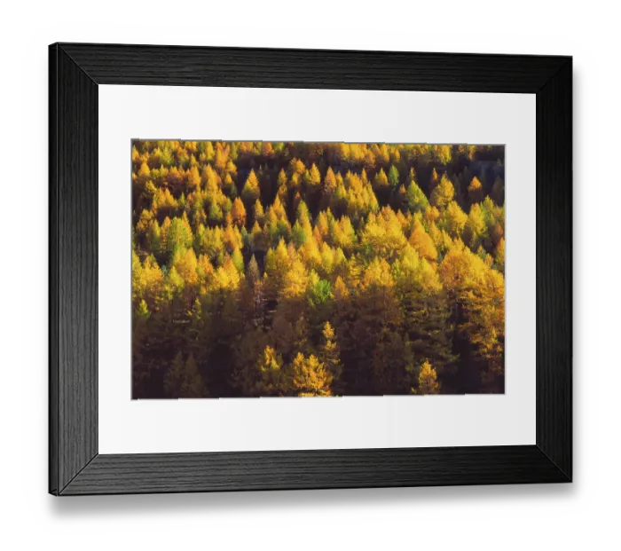 Framed Print : European Larch trees (Larix decidua)