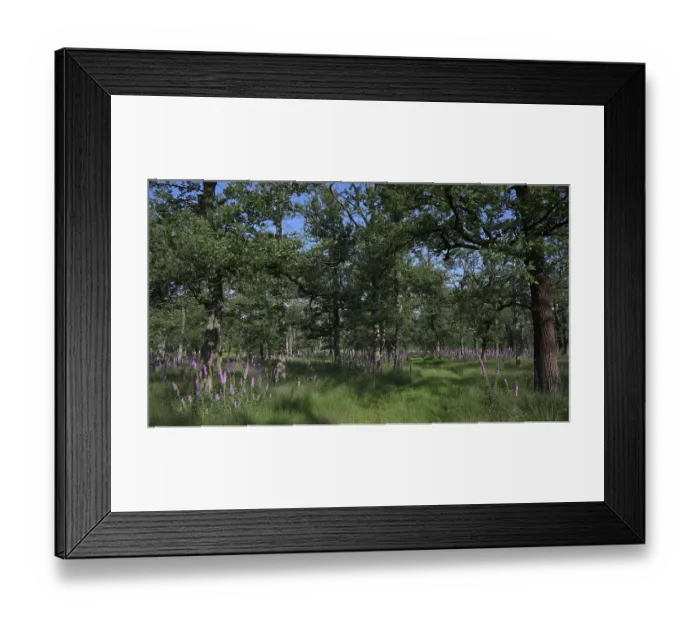 Framed Print : Common foxglove (Digitalis purpurea) in deciduous forest Framed Print : Common foxglove (Digitalis purpurea) in deciduous forest