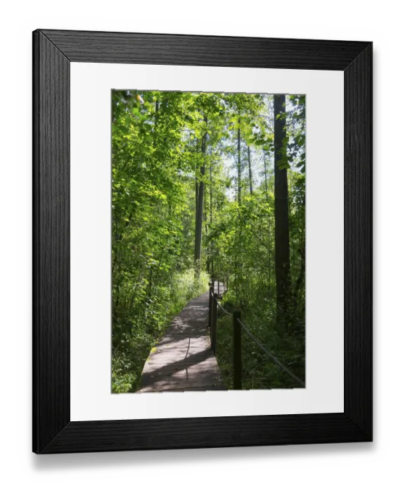 Framed Print : Sunlight falls through the canopy of a dense forest onto a narrow wooden path Framed Print : Sunlight falls through the canopy of a dense forest onto a narrow wooden path