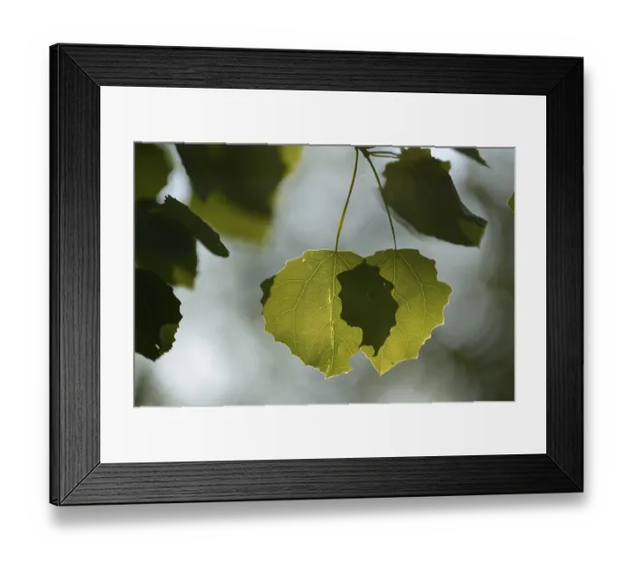 Framed Print : Close-op of European aspen (populus tremula) leafes in a forest in spring