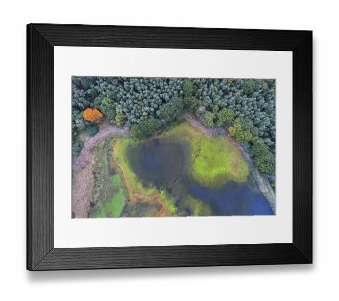 Framed Print : Mixed forest in autumn, colouring