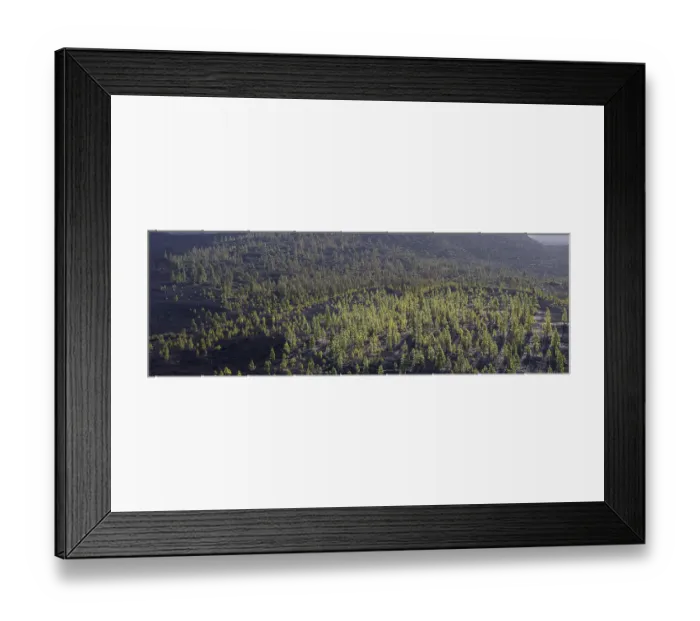 Framed Print : Panorama of Canary Island pines in autumn (Pinus canariensis) Framed Print : Panorama of Canary Island pines in autumn (Pinus canariensis)