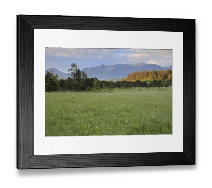Framed Print : Common cottongrasses (Eriophorum)