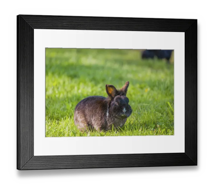 Framed Print : One feral domestic rabbit (Oryctolagus cuniculus domesticus) sits on a meadow and eats grass