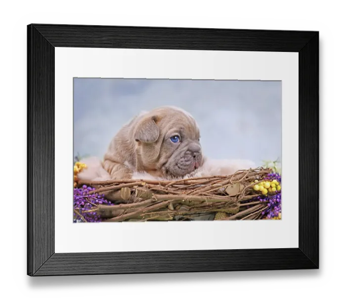 Framed Print : Lilac Red Fawn French Bulldog dog puppy in animal nest decorated with flowers Framed Print : Lilac Red Fawn French Bulldog dog puppy in animal nest decorated with flowers