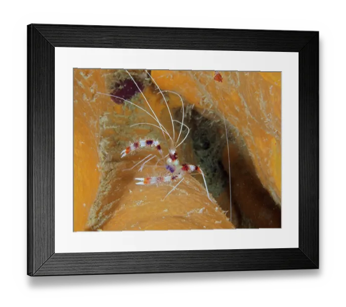 Framed Print : Banded coral shrimp (Stenopus hispidus)