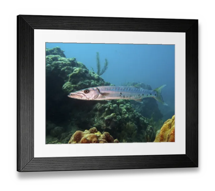 Framed Print : Great barracuda (Sphyraena barracuda) Framed Print : Great barracuda (Sphyraena barracuda)