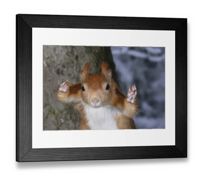 Framed Print : Eurasian red squirrel (Sciurus vulgaris) flight study jumping to the next tree in winter forest Framed Print : Eurasian red squirrel (Sciurus vulgaris) flight study jumping to the next tree in winter forest
