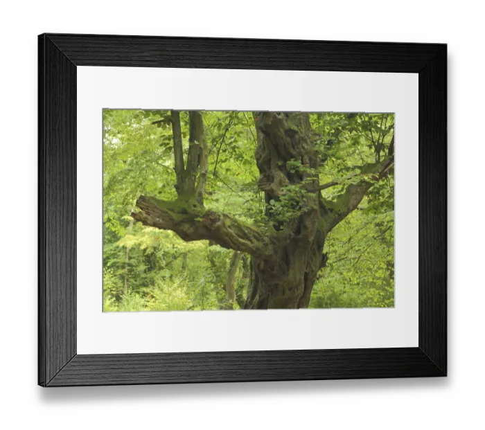 Framed Print : Gnarled copper beech (Fagus sylvatica) Framed Print : Gnarled copper beech (Fagus sylvatica)
