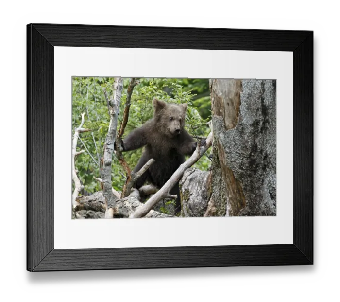 Framed Print : Brown bear (Ursus arctos) cub climbing tree