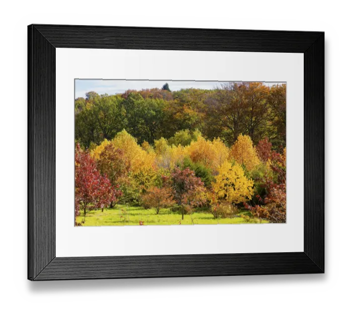 Framed Print : The Forest Botanical Garden Tharandt is an institution of the Technical University of Dresden