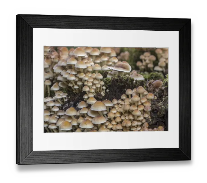 Framed Print : Sulphur tuft (Hypholoma fasciculare)