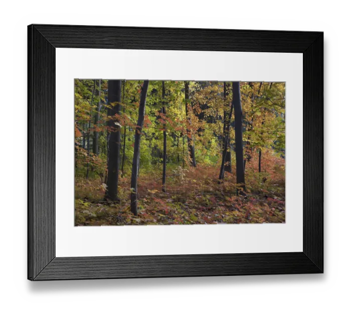 Framed Print : Northern red oak (Quercus rubra)