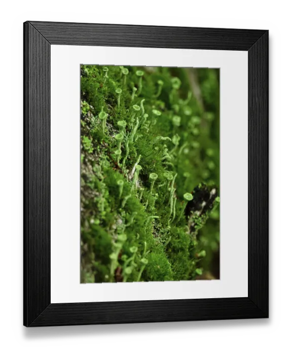 Framed Print : Cup lichen (Cladonia Fimbriata)