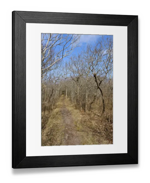 Framed Print : Path through the Krattwald, Juist Framed Print : Path through the Krattwald, Juist