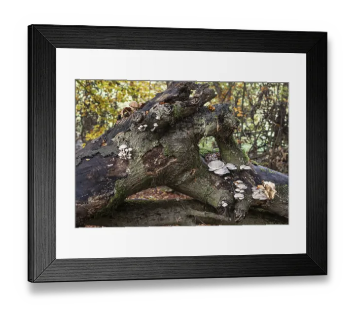 Framed Print : Porcelain fungi (Oudemansiella mucida) on dying hornbeam (Fagus sylvatica) Framed Print : Porcelain fungi (Oudemansiella mucida) on dying hornbeam (Fagus sylvatica)