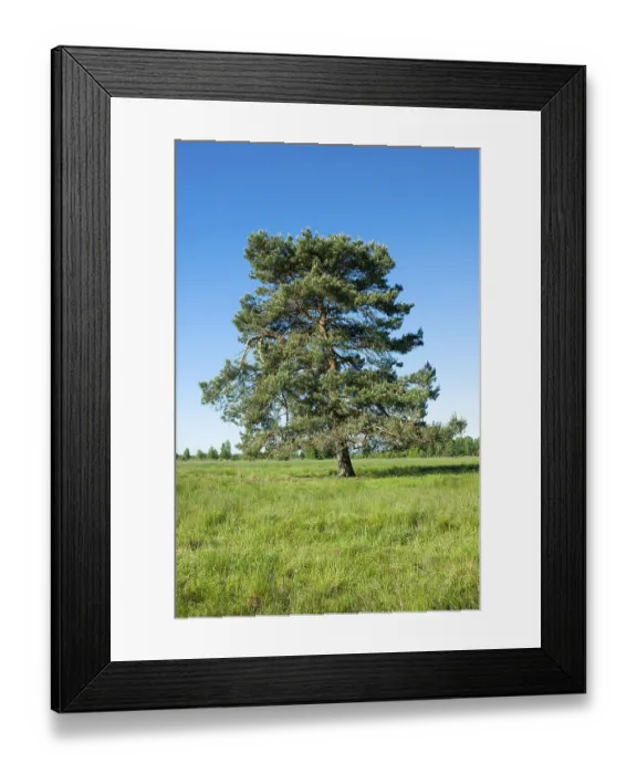 Framed Print : Scots pine (Pinus sylvestris), solitary