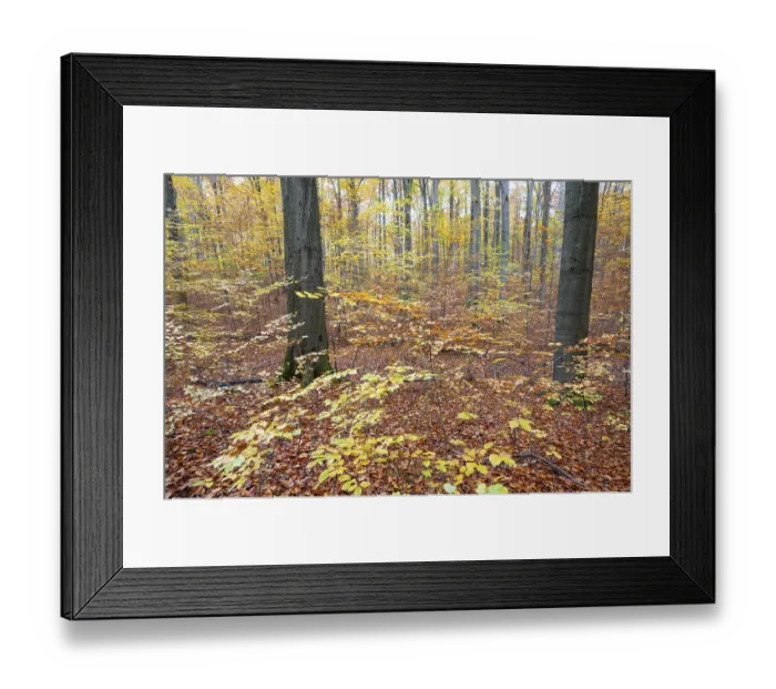 Framed Print : Colourful leaves in the copper beech (Fagus sylvatica) forest in autumn