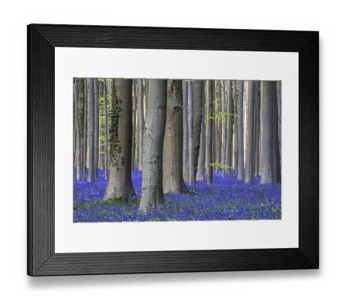 Framed Print : Blue flowering bluebells (Hyacinthoides non-scripta) in the copper beech (Fagus sylvatica) forest Framed Print : Blue flowering bluebells (Hyacinthoides non-scripta) in the copper beech (Fagus sylvatica) forest