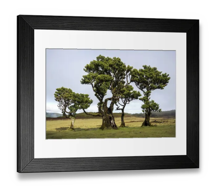 Framed Print : Laurel trees overgrown with moss and plants