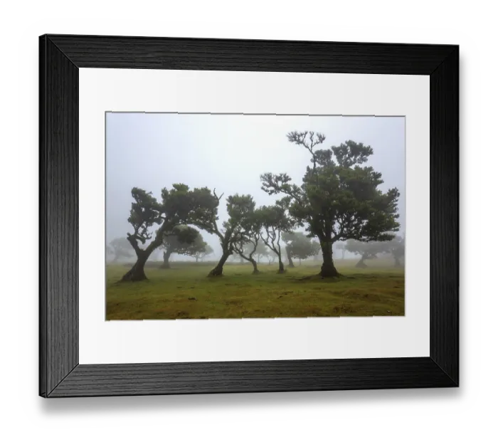 Framed Print : Old laurel trees in the mist, stinkwood (Ocotea foetens)